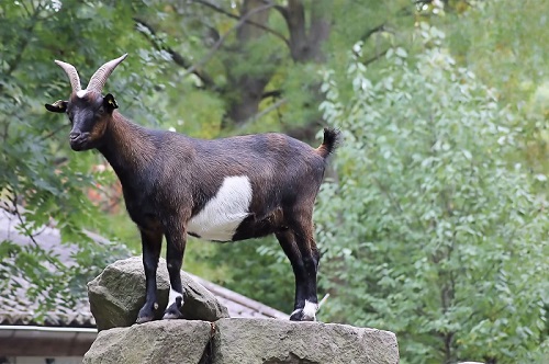 Contoh Puisi Tema Kambing, Bisa Jadi Referensi dan Inspirasi Menulis Puisi